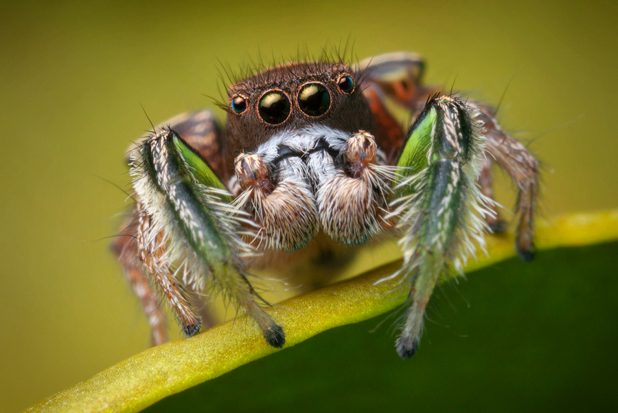 Adult male- One of the first Paradise spiders I had the pleasure to photograph many years ago.