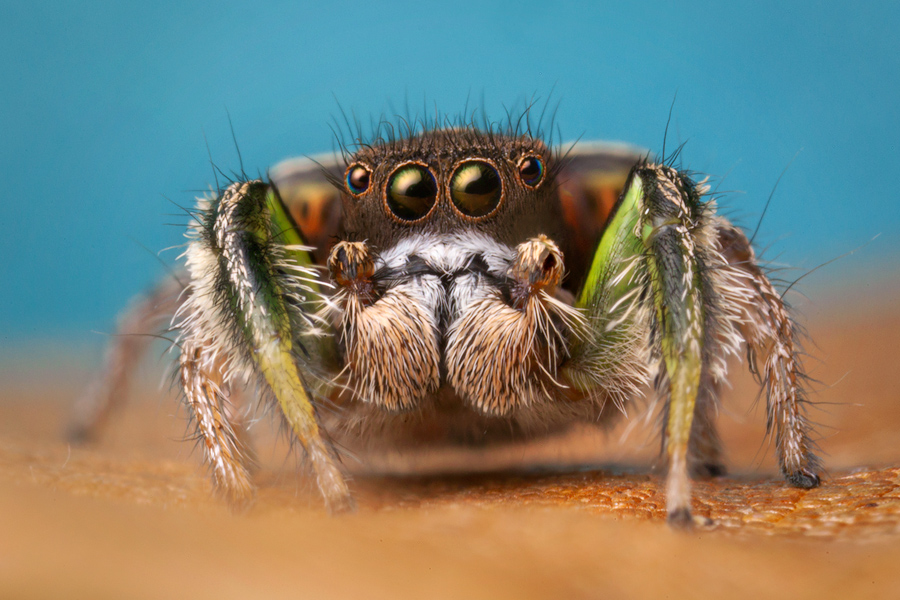 adult male