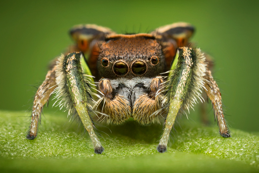adult male