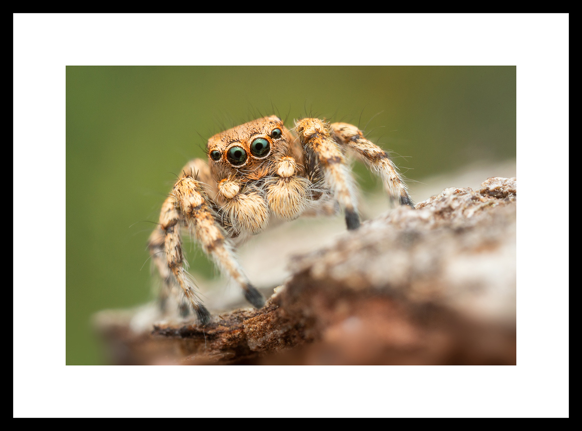 MATTED AND FRAMED PRINT - BLACK FRAME print preview