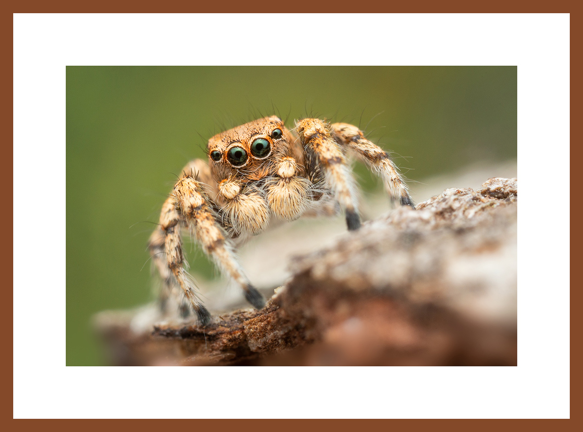 MATTED AND FRAMED PRINT - CHERRY FRAME print preview
