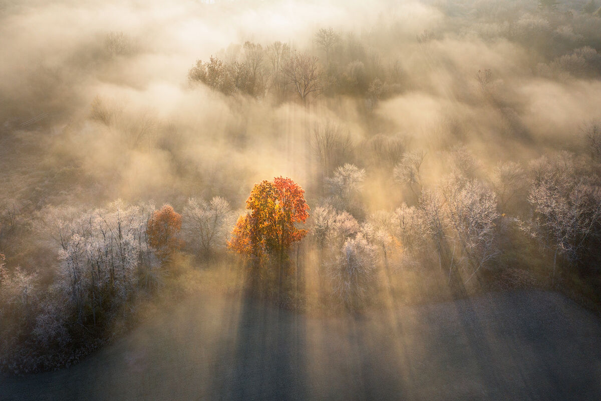 fog, sunrise, tree, forest, drone, Massachusetts