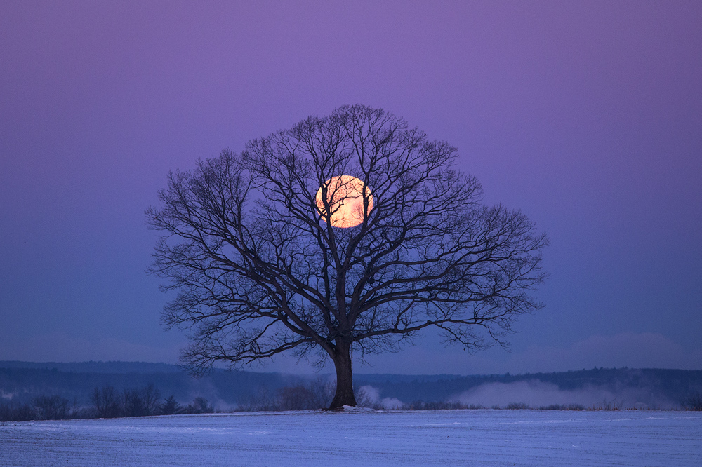 I woke on this morning knowing that full  moon would be setting behind one of my favorite trees but the crazy cold temps outside...