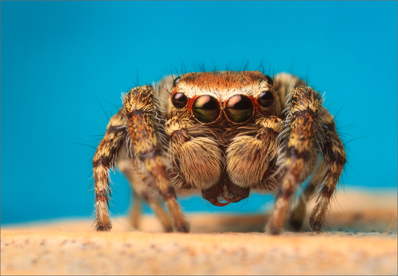 spider, jumping spider, arachnida, salticidae, insect, hoys jumper