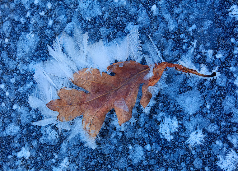 Winter, ice, frost, leaf