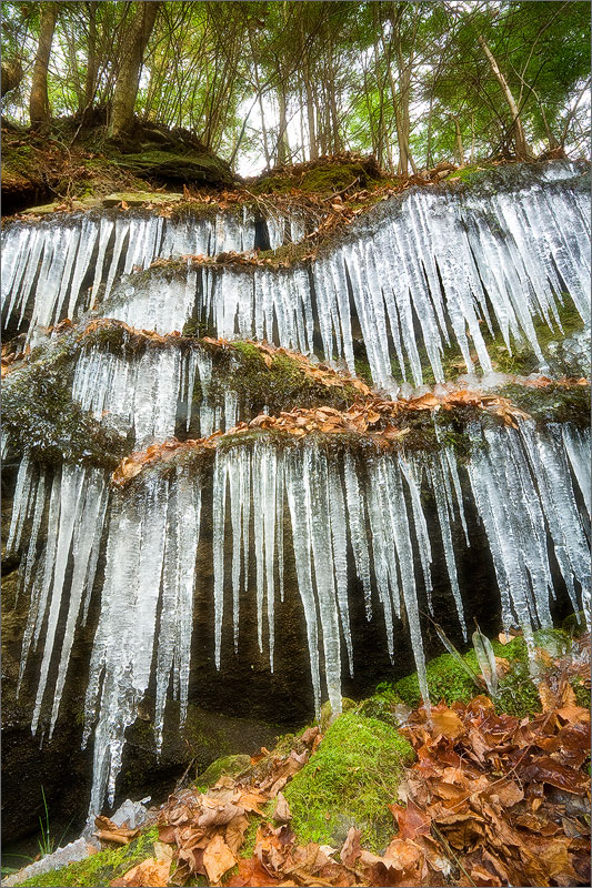 Ice, forest, Pelham, Massachusetts,