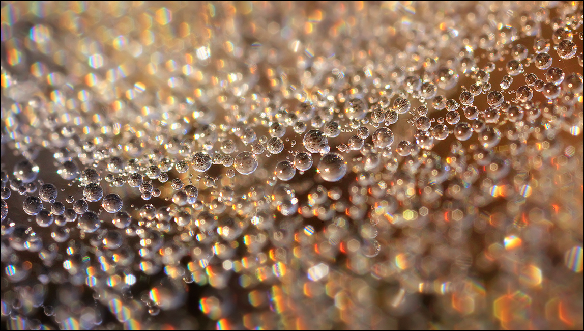 As I was running through a field to photograph a tree in the fog I got distracted by the amazing dew drops that had collected...