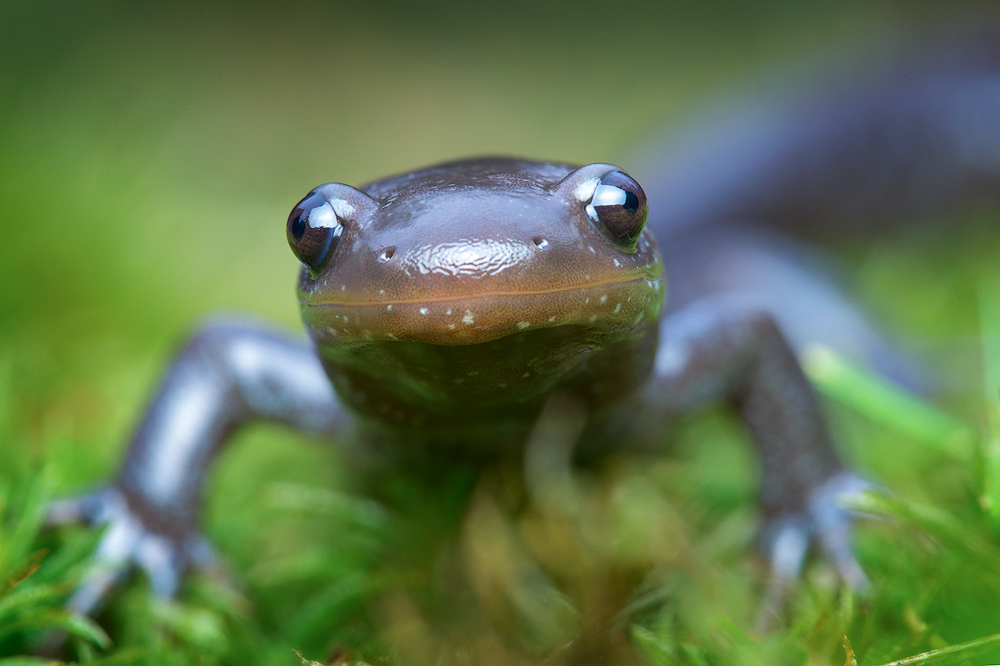 It's that time of year in Massachusetts. The amphibian migration began a couple of weeks ago. I have moved many spotted salamanders...