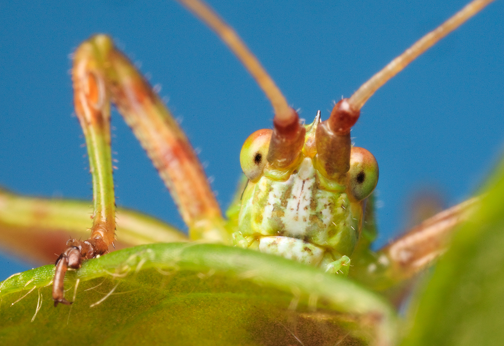 katydid, insect, massachusetts, patrick zephyr, portrait, macro, photography