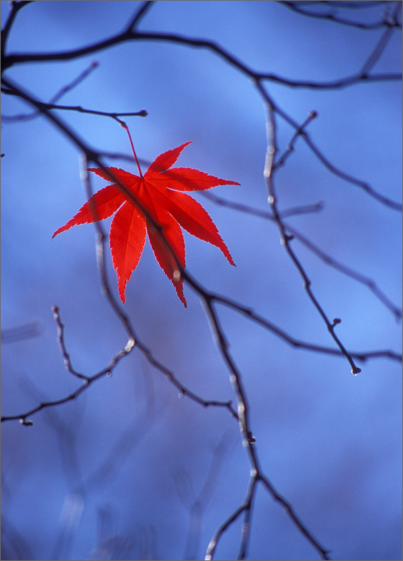 Japanese maple, leaf, autumn
