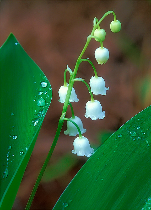 Lilly of the valley, flower