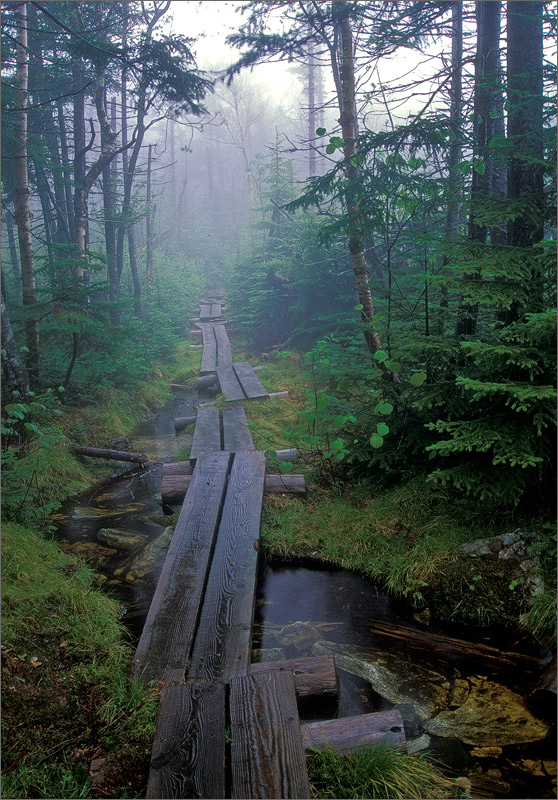Long trail, Vermont, trail, fog