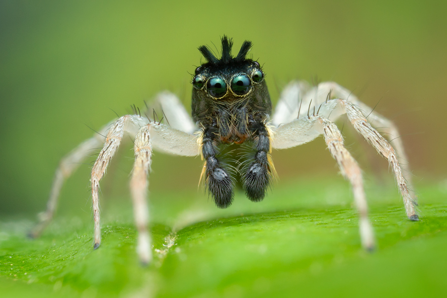 jumping spider, salticidae, Patrick Zephyr, Massachusetts,Maevia inclemens