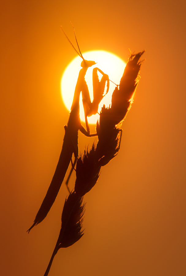 praying mantis, sunset, silhouette, Patrick Zephyr, insect, macro, nature photography