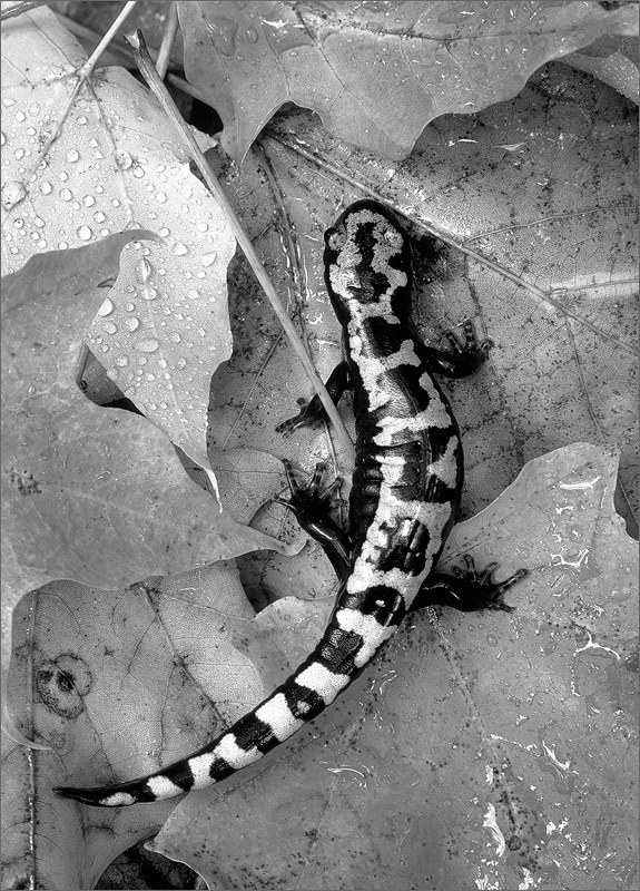 Marbled salamander, ambystoma opacum, salamander,