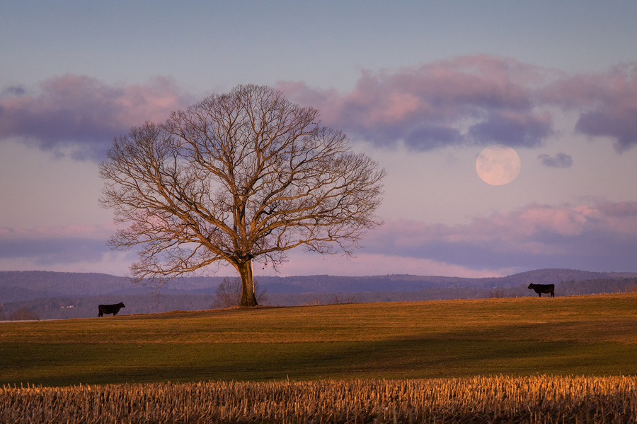 For a couple of months every winter the moon sets behind one of my favorite trees! The cows joined me as the sun broke the horizon...