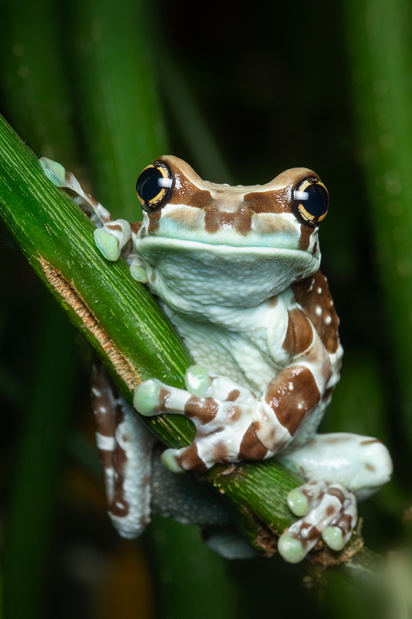 Mission golden-eyed tree frog, Amazon milk frog, tree frog, frog, amphibian, Patrick Zephyr