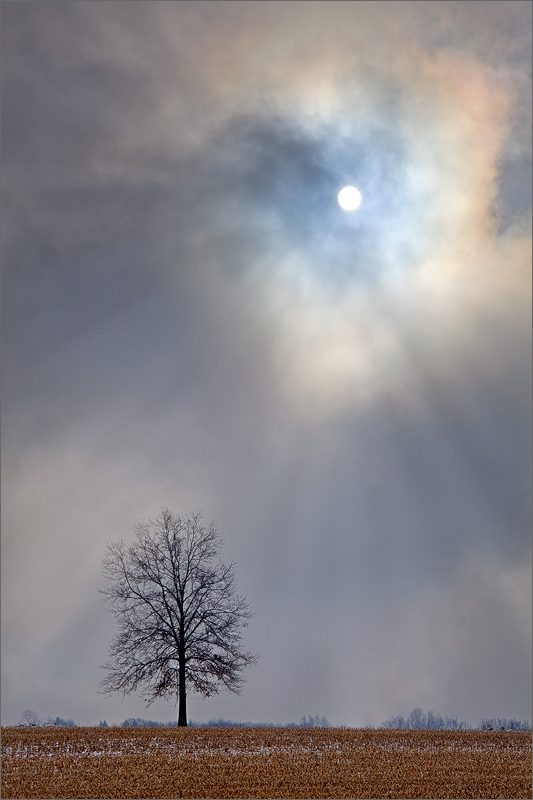 Hadley, fog, tree, moon, Massachusetts