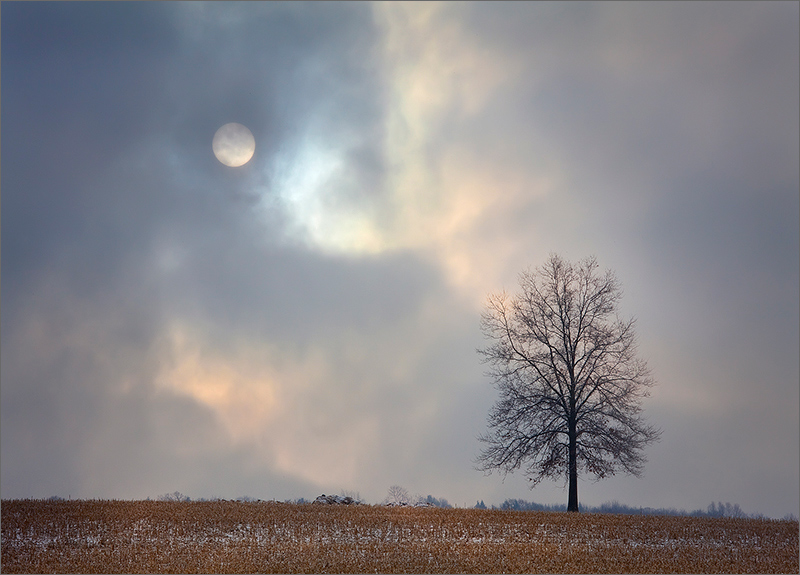 Snow, trees, Hadley, Massachusetts fog