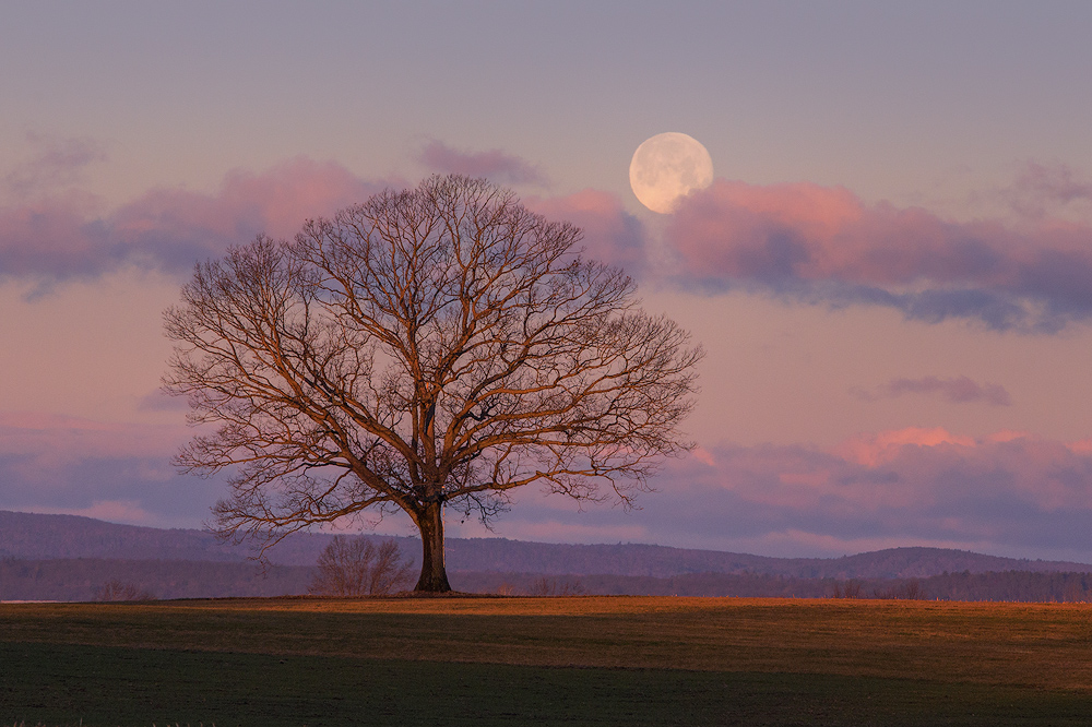 For a couple months a year the moon sets behind one of my favorite trees so I had to stop by and say hello.