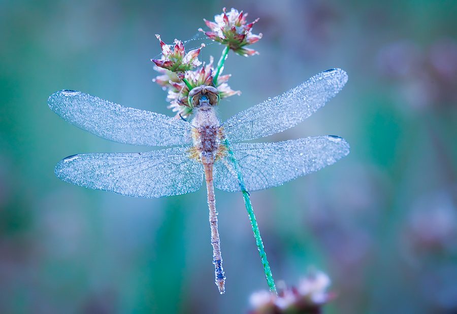 dragonfly, blue, meadow hawk, morning, dew, massachusetts, patrick zephyr, macro, photography