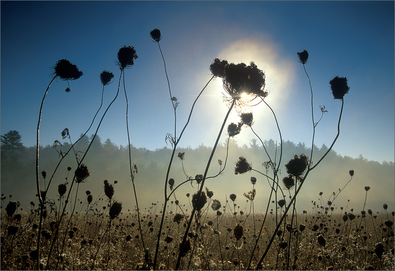 queen annes lace, sunrise