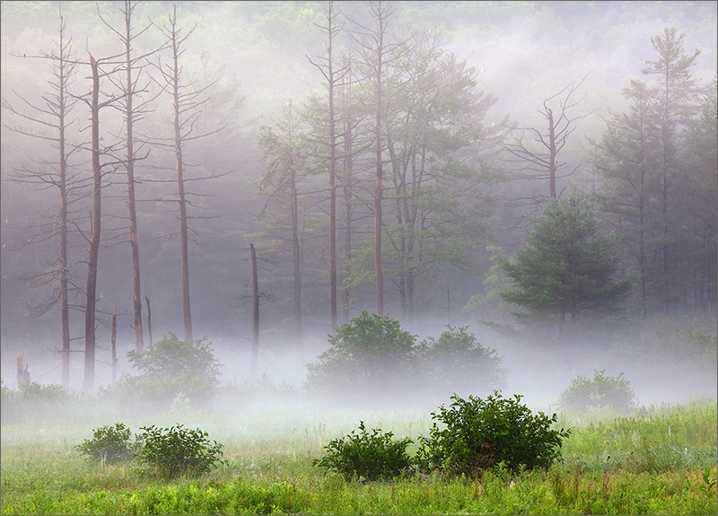 Fog, quabbin reservoir, Massachusetts