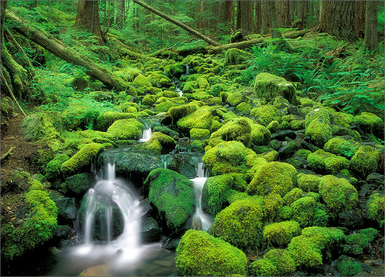 Olympic peninsula, Washington, moss, cascade