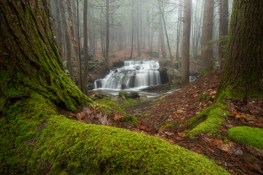 After a heavy rain, when the moss is glowing and the forest is filled with fog I need to wander.