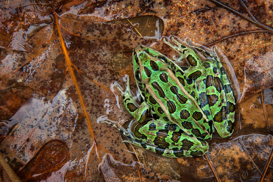 This is a native frog that has been on my wish list for a very long time. I new I would eventually find it close to home!!! Thanks...