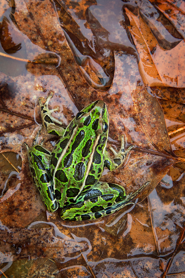 This is a native frog that has been on my wish list for a very long time. I new I would eventually find it close to home!!! Thanks...