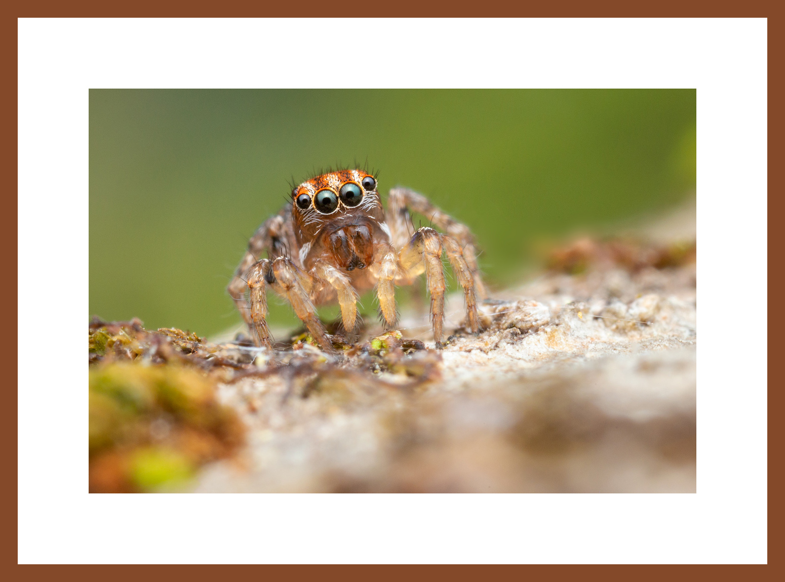 MATTED AND FRAMED PRINT - CHERRY FRAME print preview