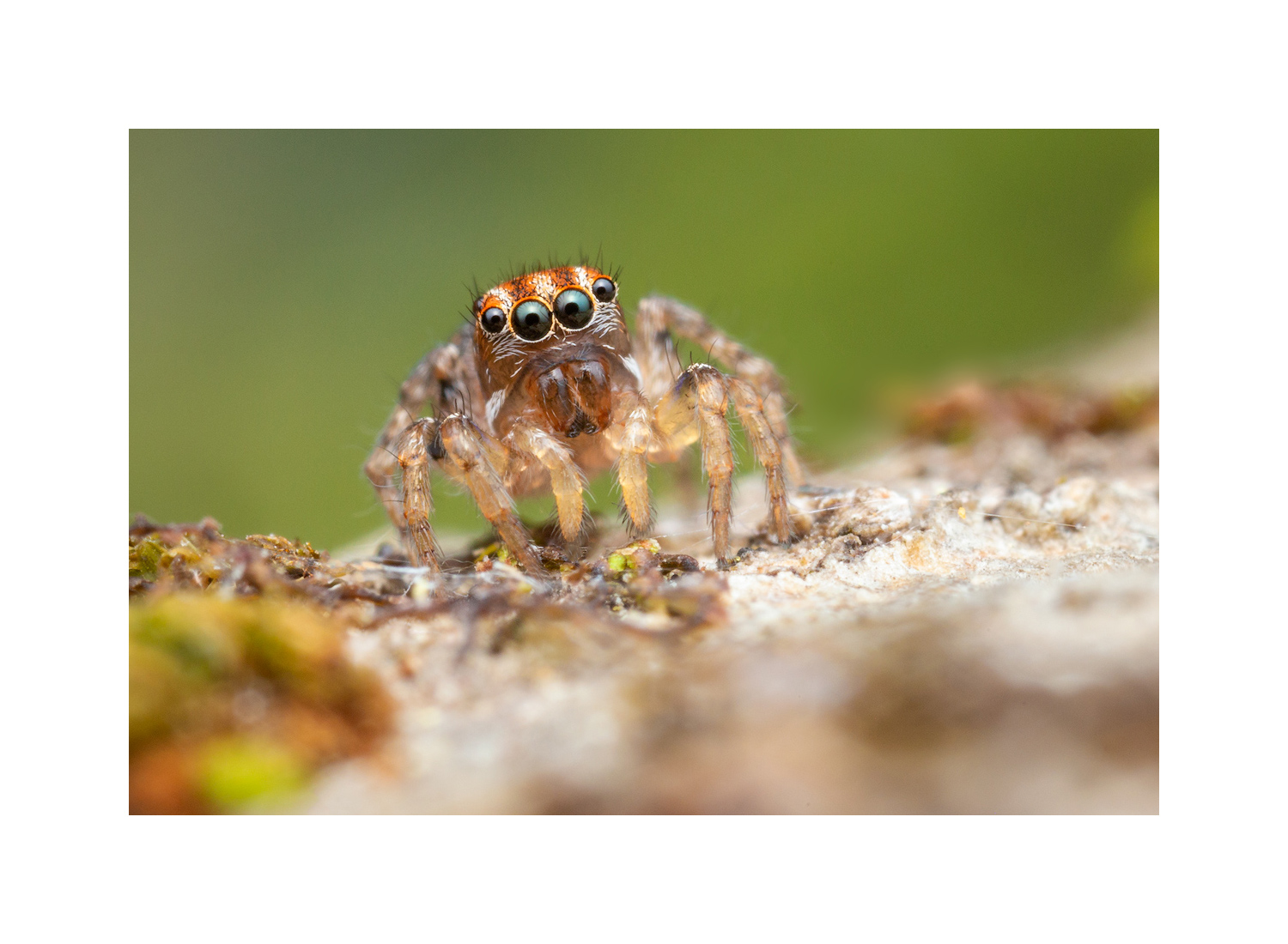 MATTED PRINT print preview