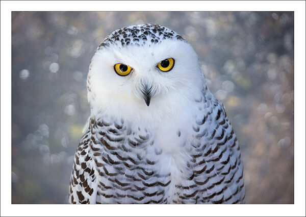 Snowy Owl | Patrick Zephyr Photography