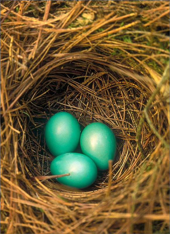 Eggs, nest, green