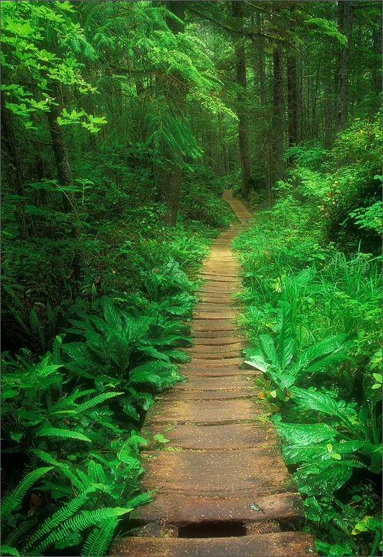 Olympic peninsula, trail, Washington,