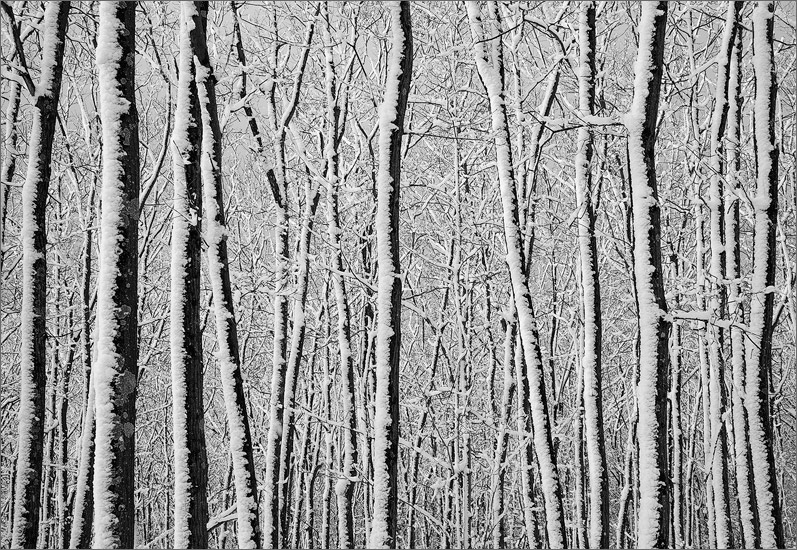 Winter, forest, snow, quabbin reservoir, Massachusetts,