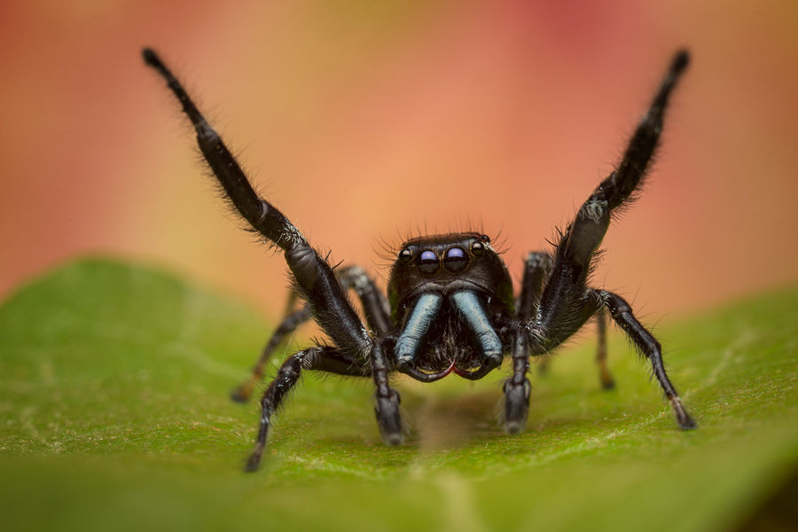 adult male-courtship