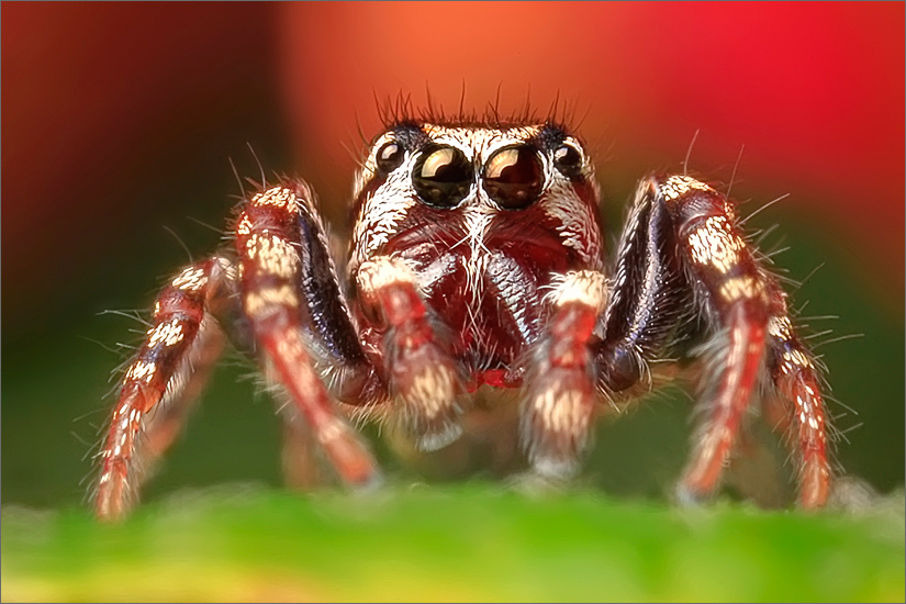 spider, jumping spider, arachnida, salticidae, insect, pelagrina proverta, reckless jumper