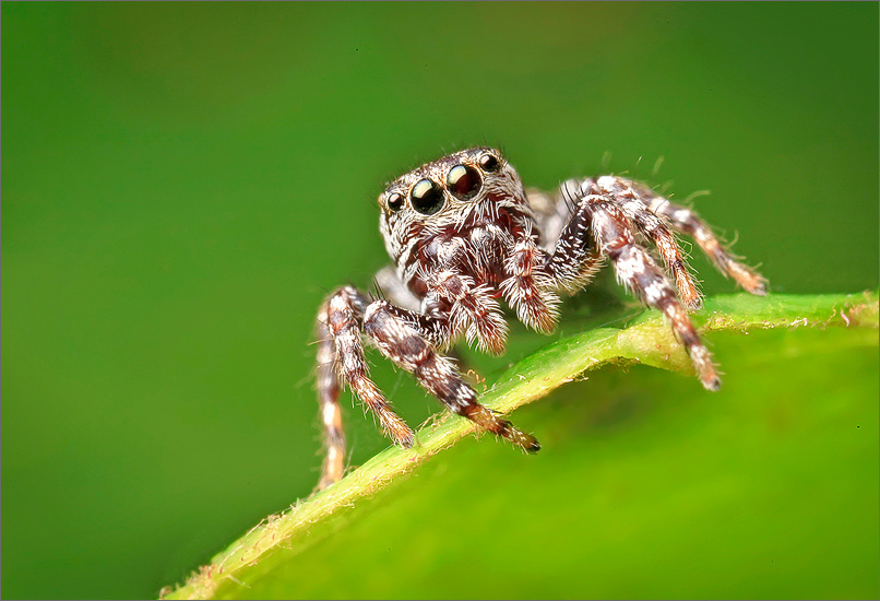 This is a very tiny jumper. The biggest challenge with photographing these little jumpers is finding them in my viewfinder.
