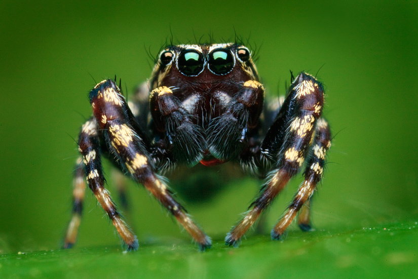 There are a few tiny jumpers (4mm) that I see very often but have been unable to photograph because they &nbsp; never seem to...