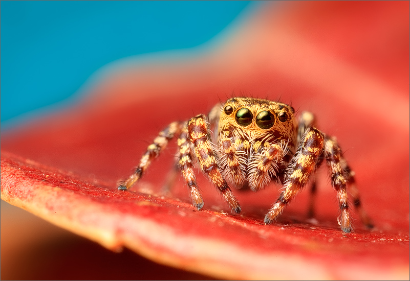 jumping spider, spider, arachnida, salticidae, insect, peppered jumper
