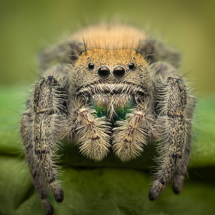 I had the opportunity to photograph a couple Phidippus apacheanus females a few of years ago and they looked completely different...