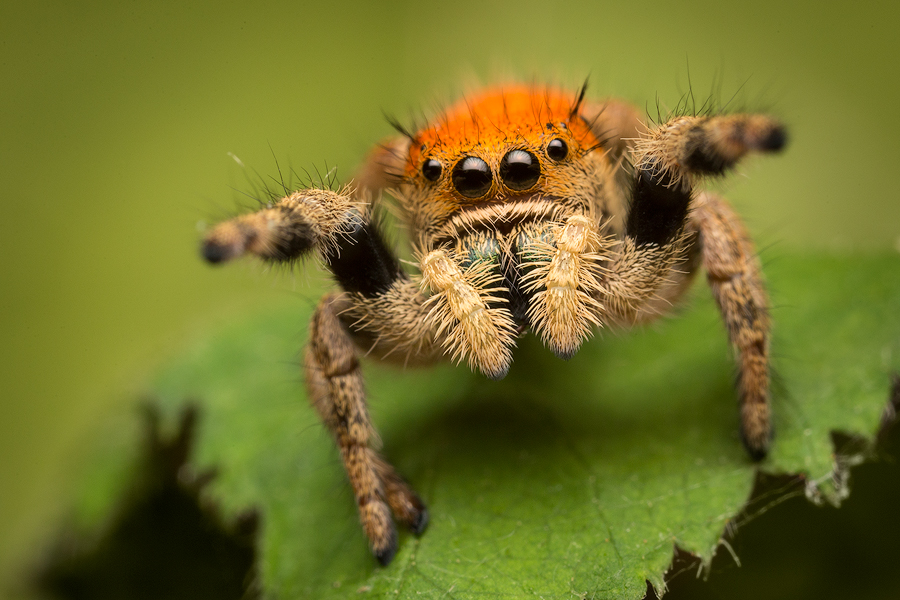jumping spider, phidippus, salticidae, macro, patrick zephyr, spider, arachnid, phidippus apacheanus