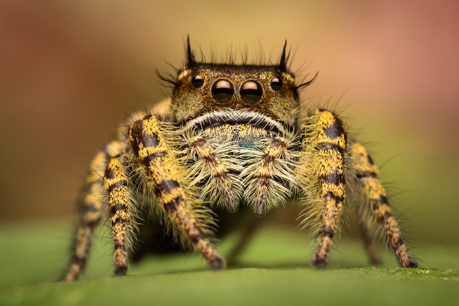 jumping spider, phidippus, salticidae, macro, patrick zephyr, spider, arachnid, phidippus arizonensis