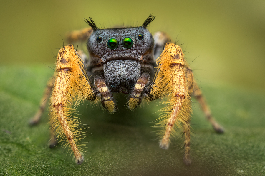phidippus arizonensis, salticidae, jumping spider