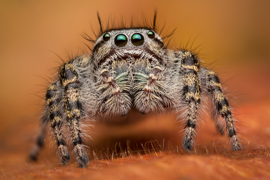 adult female