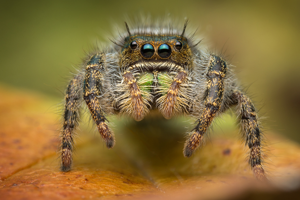 Phidippus audax (subadult female) Massachusetts Patrick Zephyr