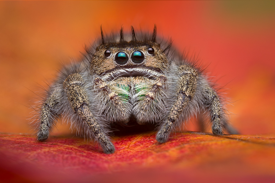 adult female