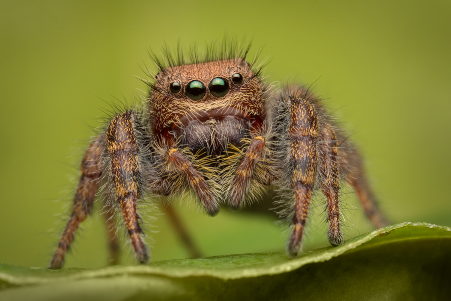 adult female-brown